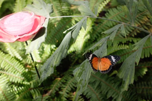 Butterfly Pavilion - Image 1