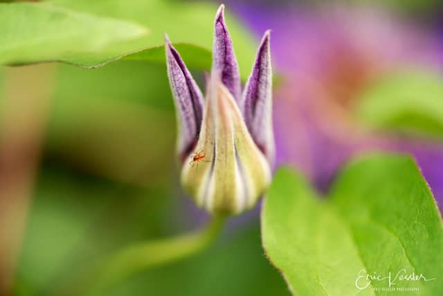Deep Cut Gardens - Image 1