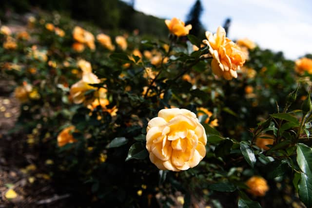 Biltmore Rose Garden - Image 1