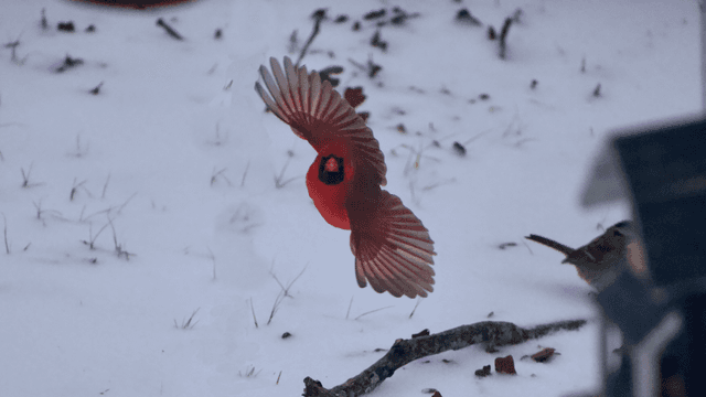 Scurry Rural Birding - Image 1