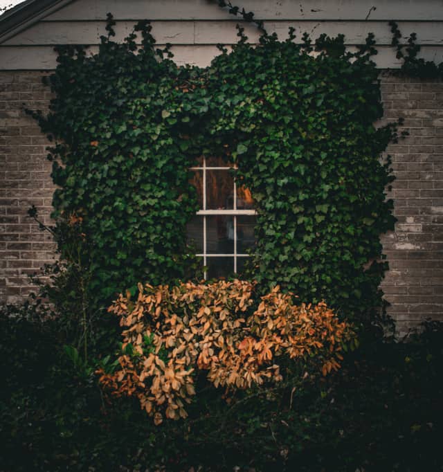 Ivy-Framed Window Detail - Image 1