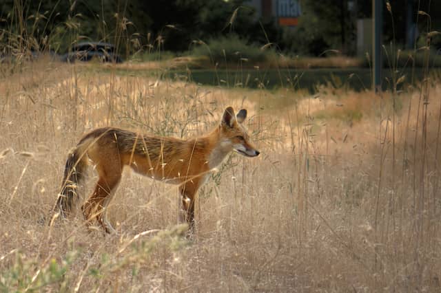 Sandy Foothills Wildlife Spot - Image 1