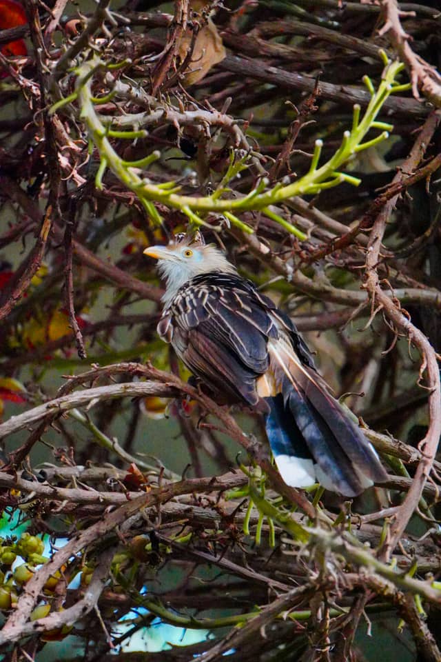 Moody Gardens Rainforest Pyramid - Image 1