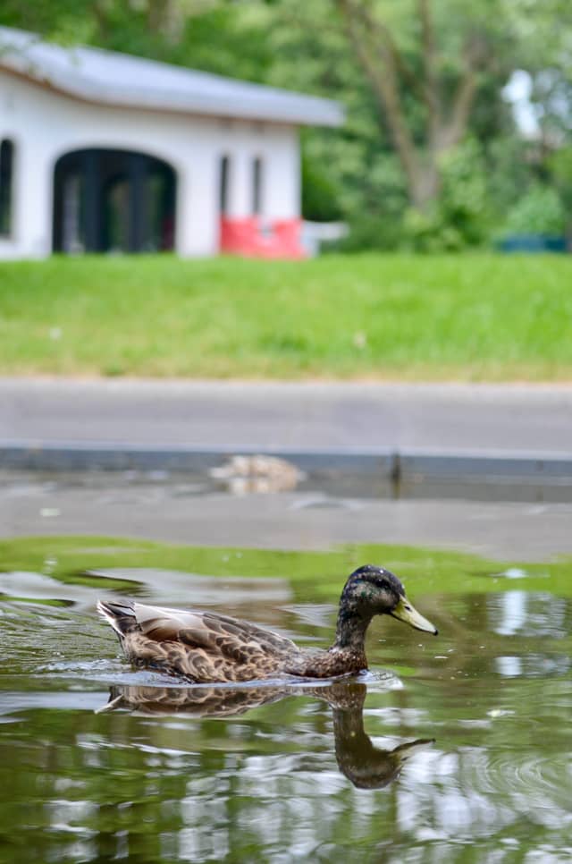 Parkview Road Pond - Image 1
