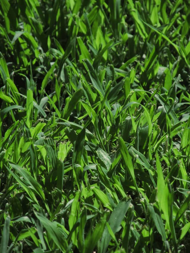 Stafford Suburban Greenery - Image 1