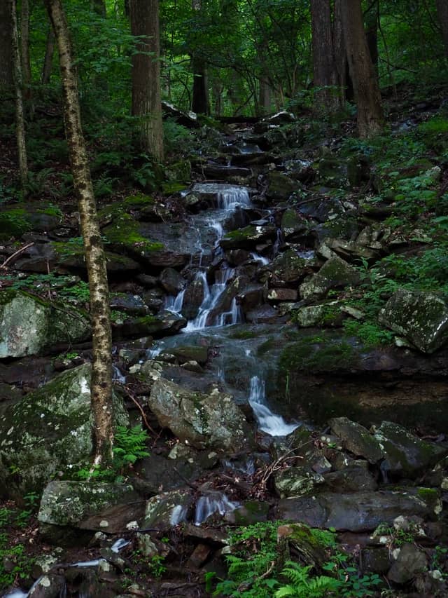 Linn Run Forest Cascade - Image 1