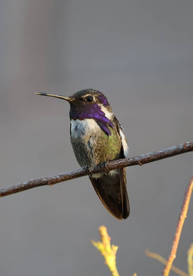 Henderson Bird Viewing Preserve - Image 1