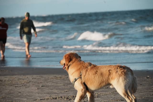 Pawleys Island Beach - Image 1