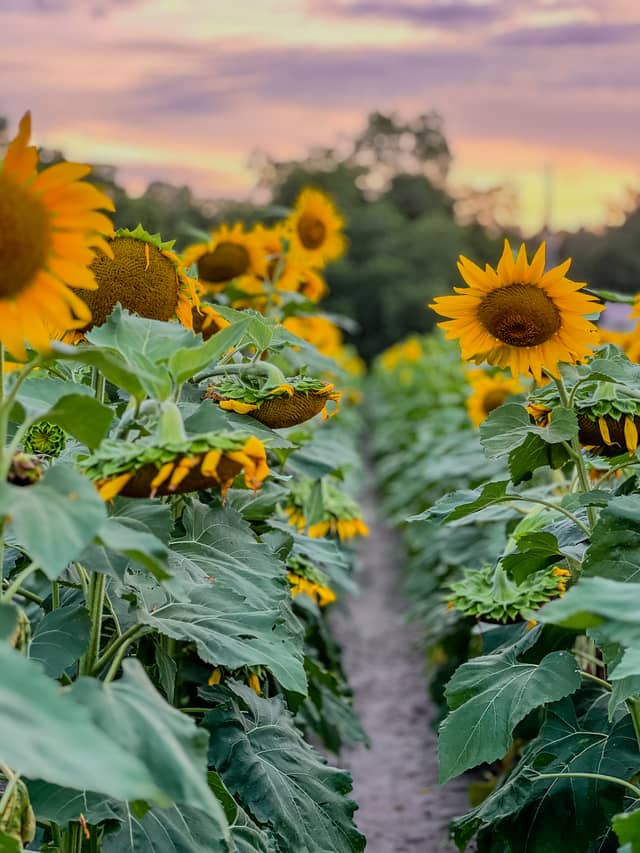 Blackshear Sunflower Field - Image 1