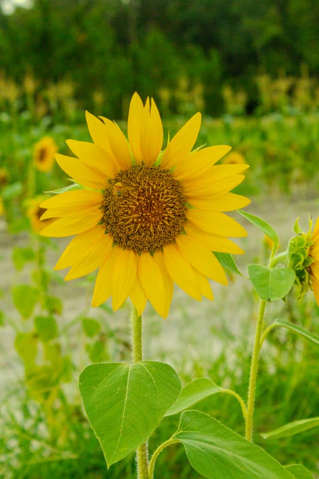 Mershon Sunflower Field - Image 1