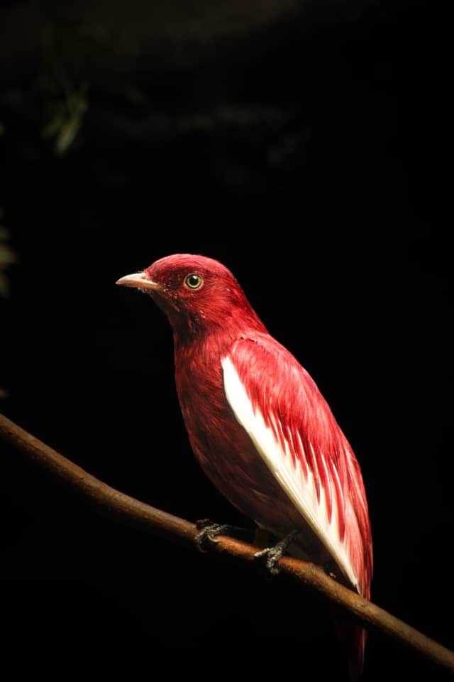 Tropical Bird Portrait, Memphis - Image 1