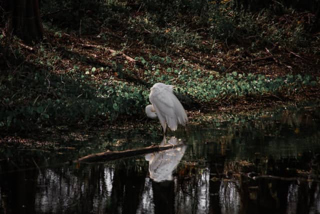 Brazos Bend State Park - Image 1
