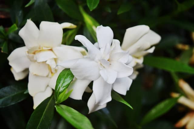 Gainesville Gardenia Blooms - Image 1