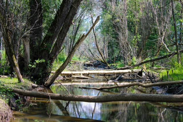 LaPlatte River Creek - Image 1