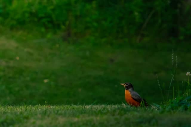 Rillton Meadow Wildlife Spot - Image 1