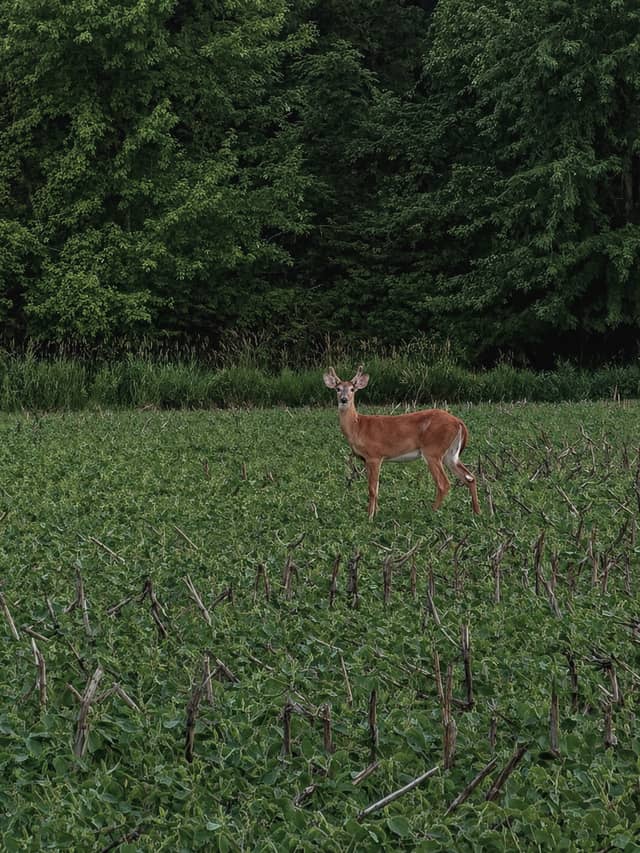 Ida Rural Farmland - Image 1