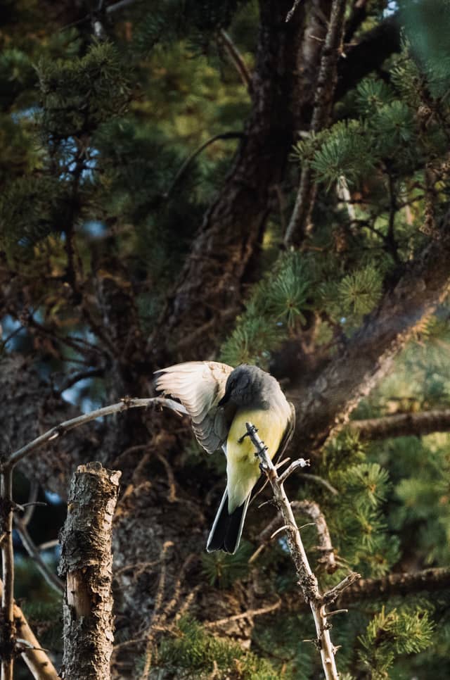 Bozeman Pine Woodlands - Image 1