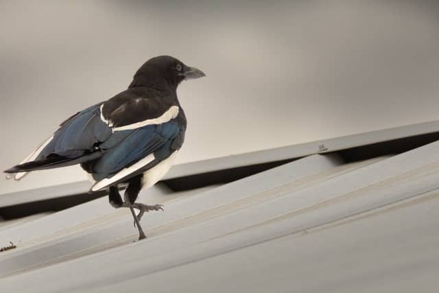 Bozeman Urban Wildlife Spot - Image 1