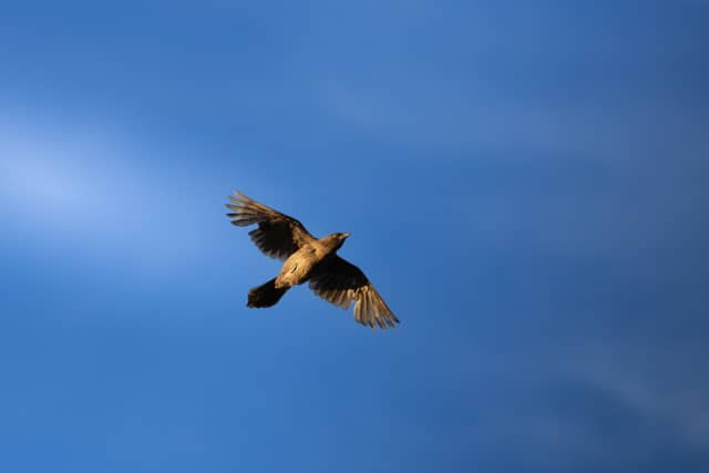 Bozeman Birding Skies - Image 1