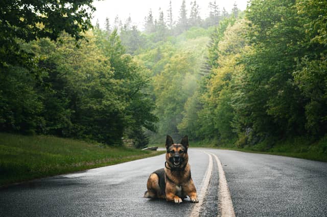Blue Ridge Parkway near Mount Mitchell - Image 1