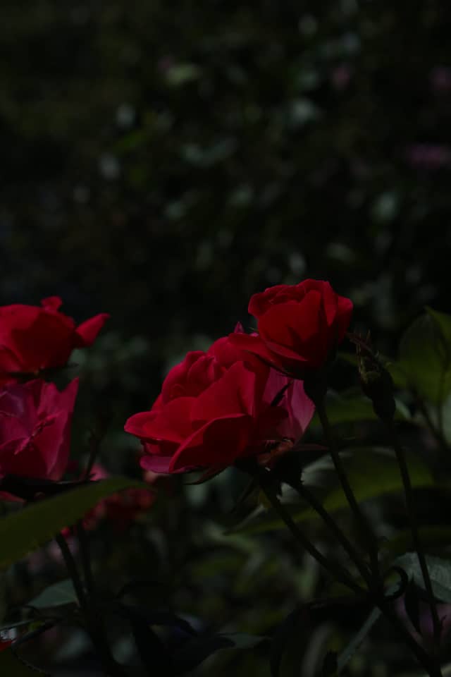 Four Seasons Floral Garden - Image 1