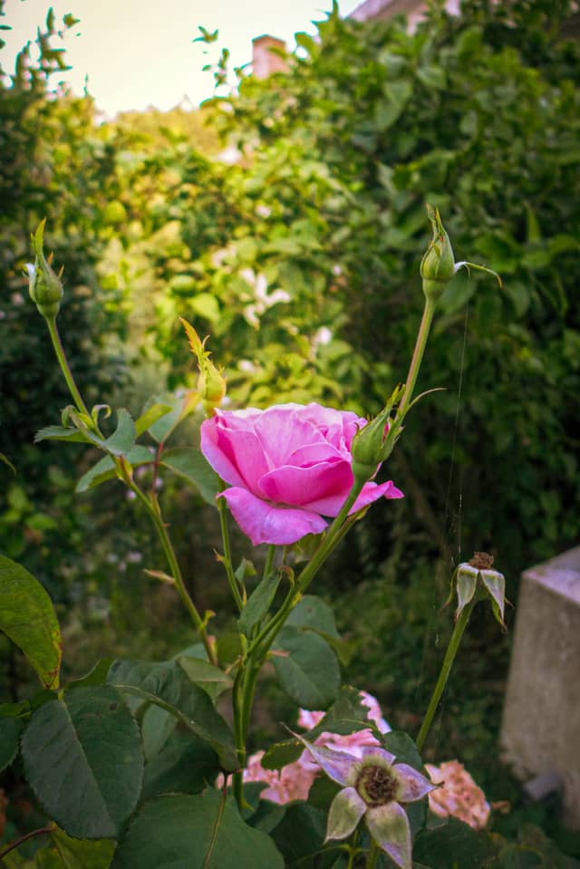 Missouri Country Garden - Image 1