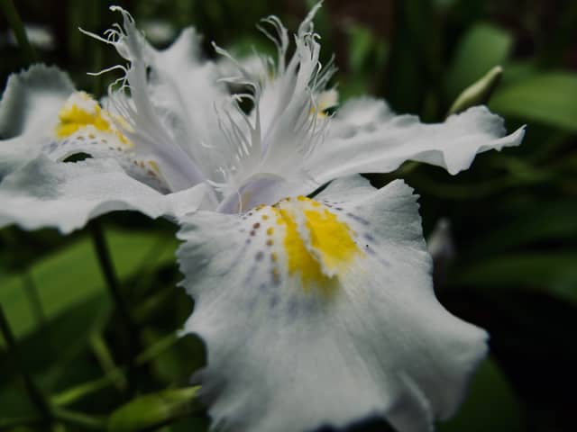 Kingston Garden Blooms - Image 1