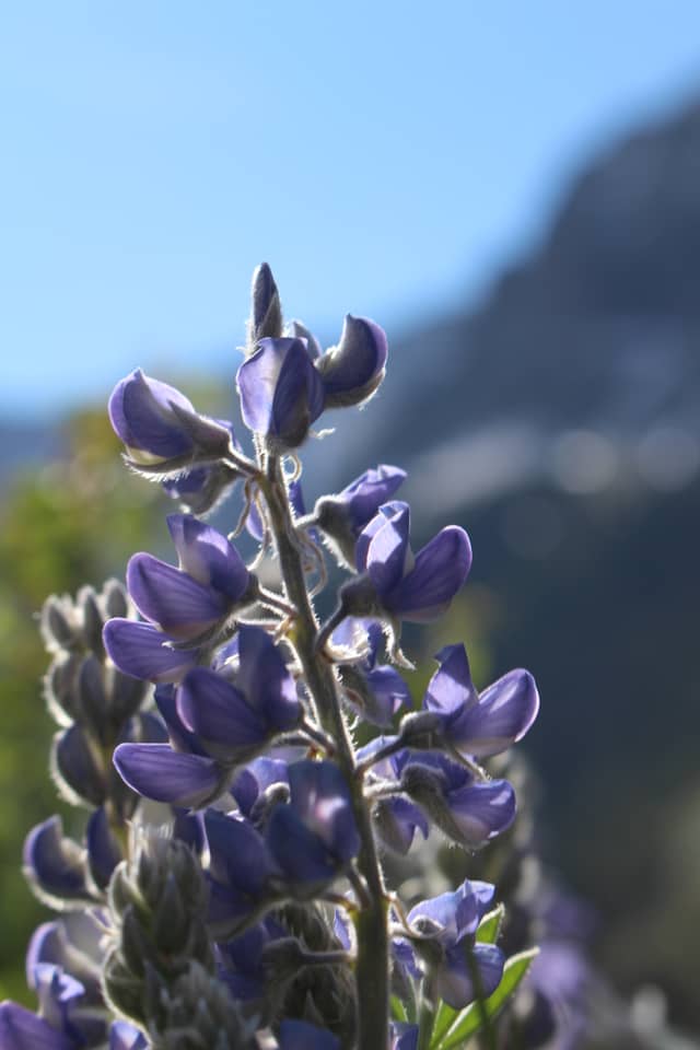 Glacier National Park Wildflower Meadows - Image 1