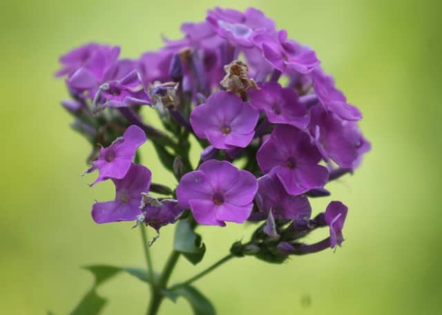 Marion Garden Blooms - Image 1