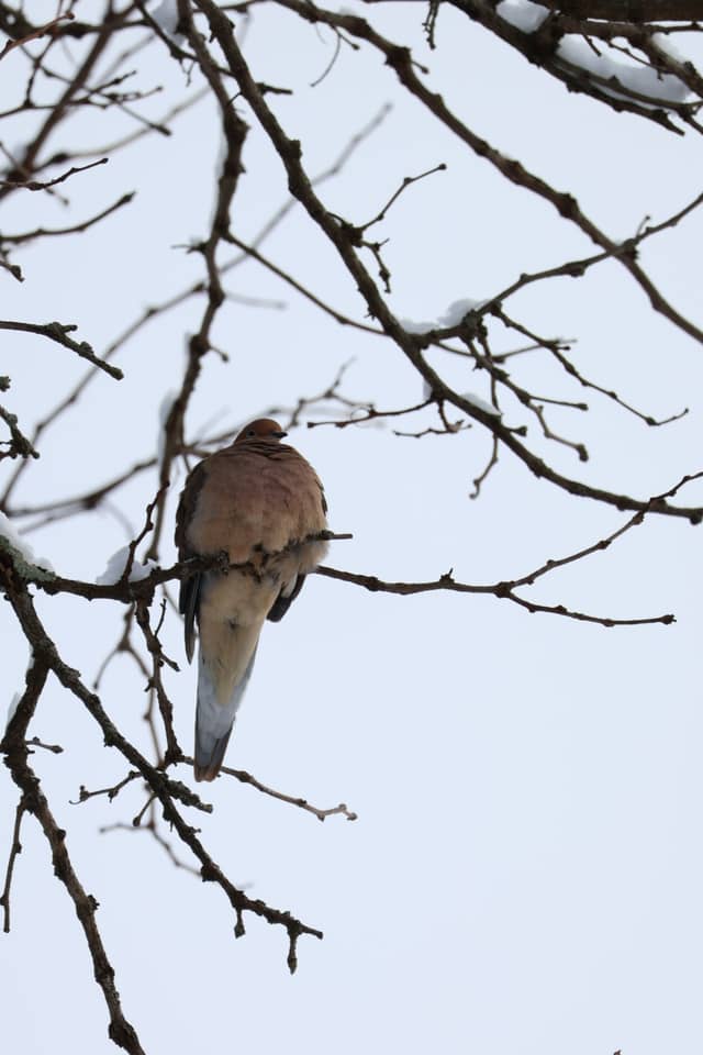 Succasunna Suburban Wildlife - Image 1
