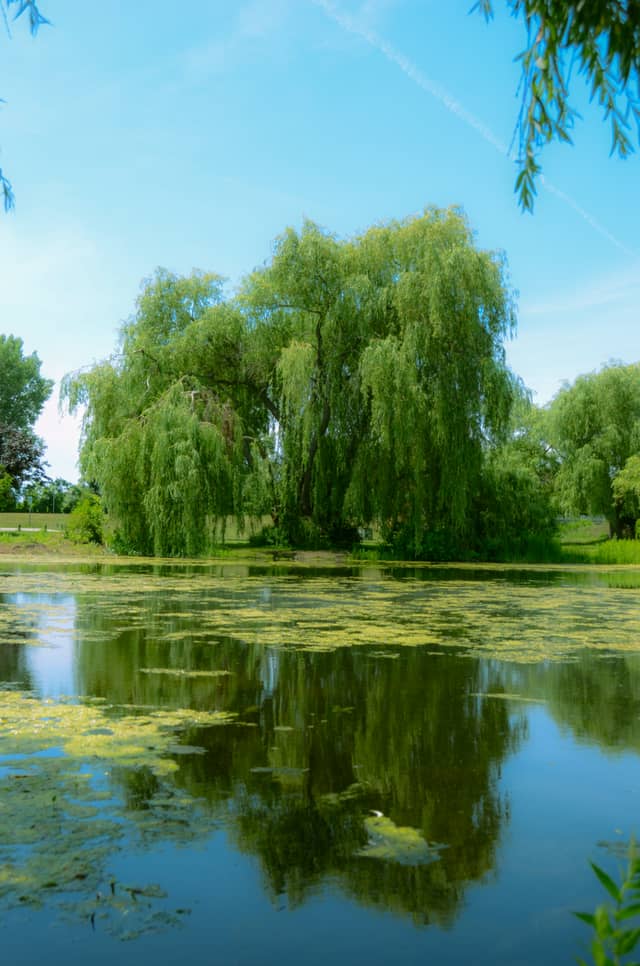 Veterans Memorial Park Pond - Image 1