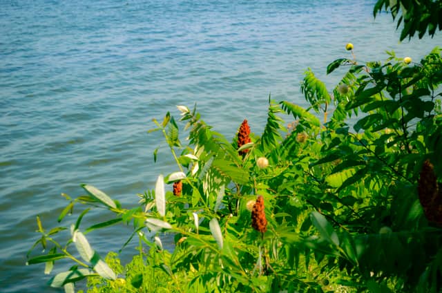 Muskegon Lake Shoreline - Image 1