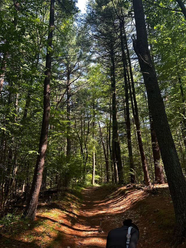 Blue Hills Reservation Forest Trail - Image 1