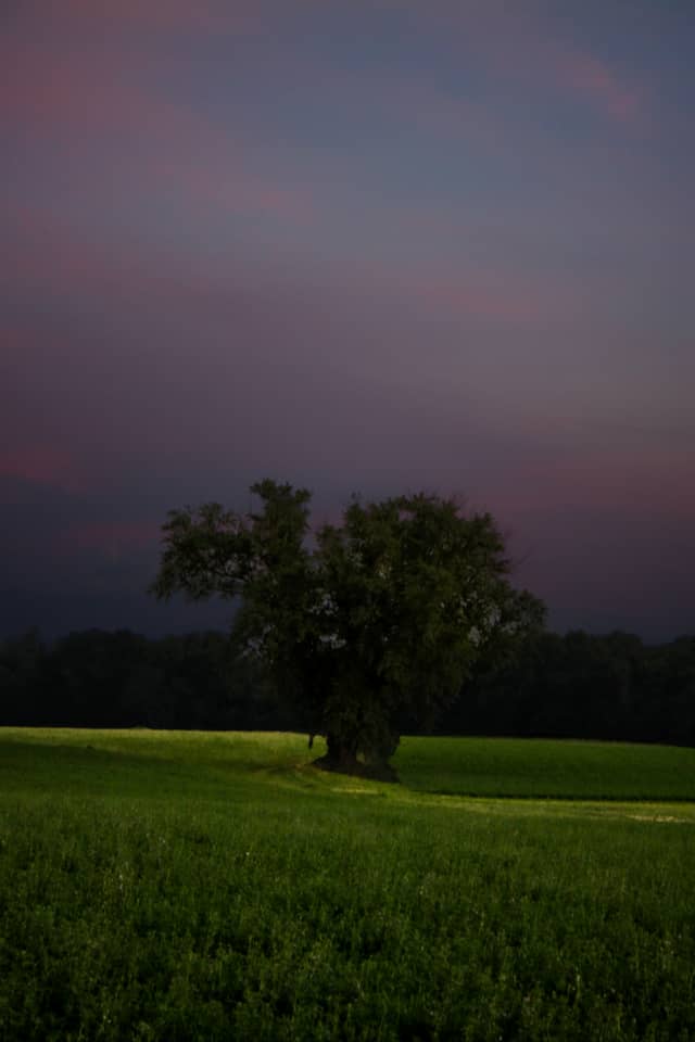 Hermann Countryside Lone Tree - Image 1