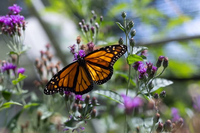 Heard Natural Science Museum & Wildlife Sanctuary - Image 1