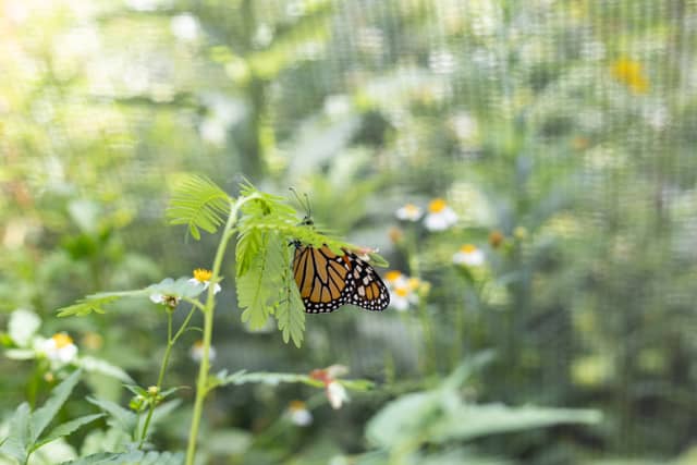 Heard Natural Science Museum & Wildlife Sanctuary - Image 1