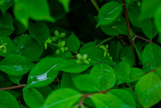 Hooper Garden Foliage - Image 1
