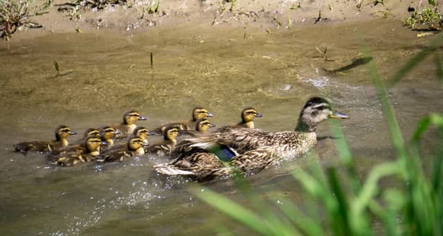 Howard Slough Wetlands - Image 1