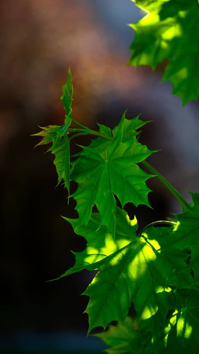 Hooper Maple Foliage - Image 1