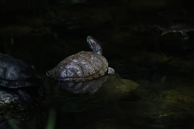Azusa Foothill Pond - Image 1