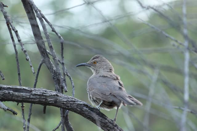 Globe High Desert Wildlife - Image 1
