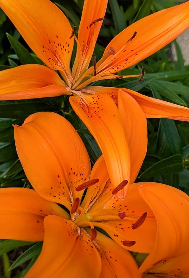 Crosby Garden Lilies - Image 1