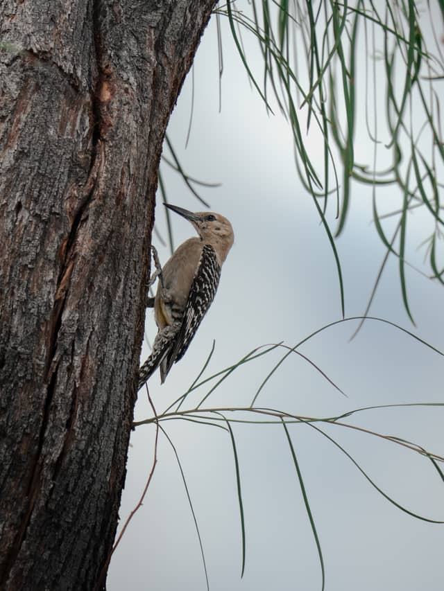 Sonoran Desert Wildlife Spot - Image 1