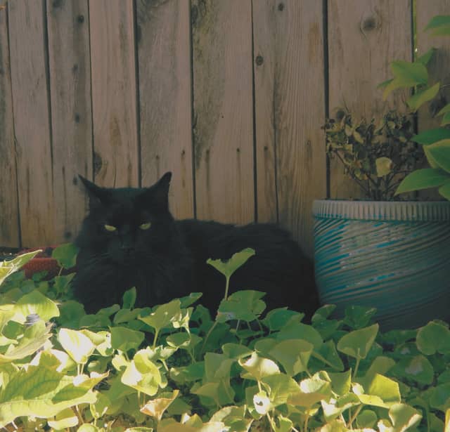 Tuscany Way Garden - Image 1