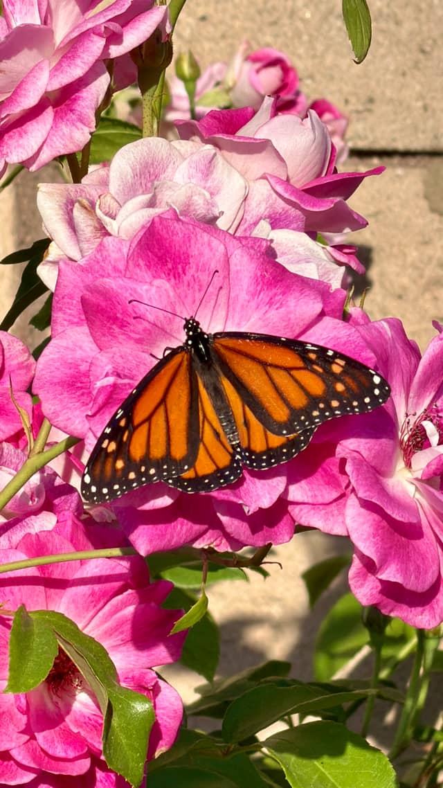 Whittier Garden Pollinator Spot - Image 1