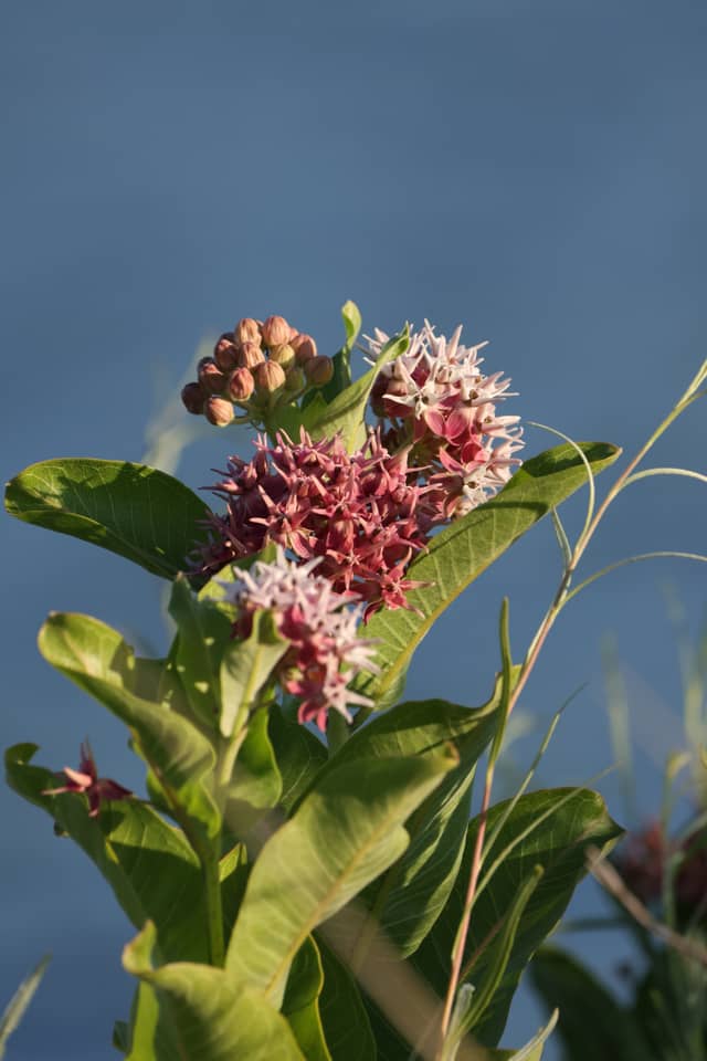 South Platte Park and Carson Nature Center - Image 1