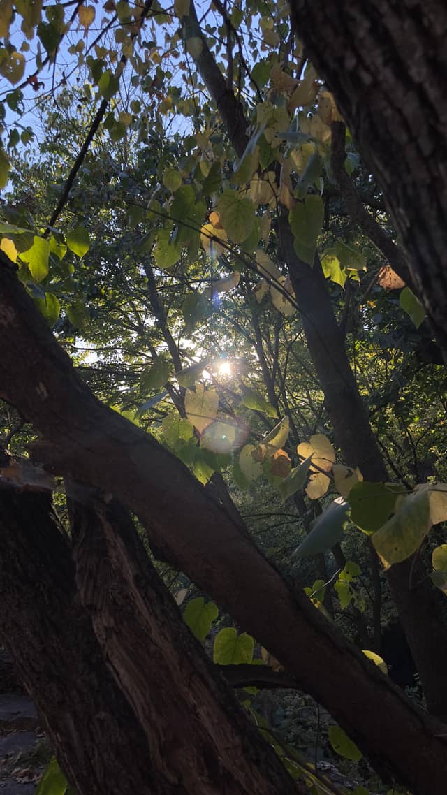 Split Rock Park Woods - Image 1