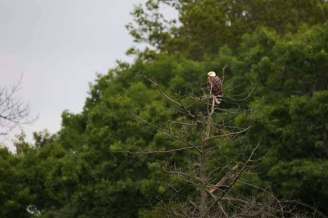 James River Eagle Perch - Image 1