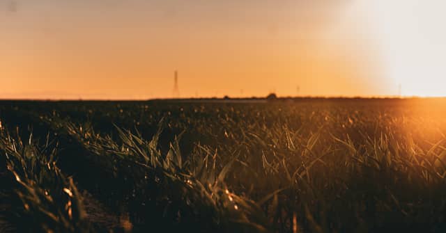 Fresno Farmland Sunset - Image 1
