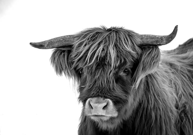 Heber Valley Highland Cows - Image 1